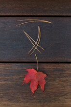 Single Autumn Leaf With Pine Needles