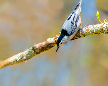 Cute White Breasted Nuthatch Bird Perched On A Branch Looking Into Open Space With Colorful Background