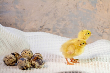 Newborn yellow chicken. Chick hatched from an egg. Chicks together with eggs background for the poultry farm.