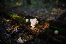 Porcini Mushrooms Grow On A Tree. Parasites, Toadstools. Mushroom Season In The Forest.