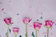 Pink Roses Immersed In Pink Colored Milk