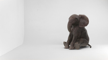 baby elephant sitting in white room