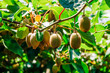Kiwifruits growing on plant