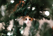 Cat Under The Christmas Tree