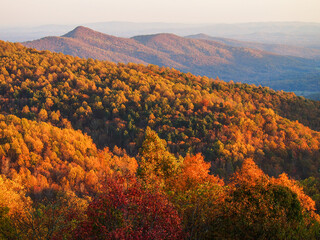 Vibrant fall foliage on Skyline Drive in Shenandoah National Park, Virginia, USA