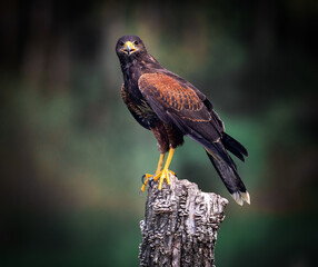 Fototapete - red tailed hawk