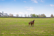 Horses At Horse Farm. Mare With Foal On Green Pastures. Spring Country Landscape.