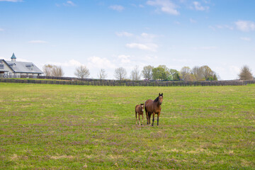 Wall Mural - Horses at horse farm. Mare with foal on green pastures. Spring country landscape.