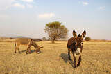 Fototapeta  - Landscape photo of a curious donkey on a farm. Paris, Eastern Freestate, South Africa.  