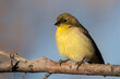 Lesser goldfinch (Spinus psaltria) perched in tree;  Bosque del Apache National Wildlife Refuge;  New Mexico