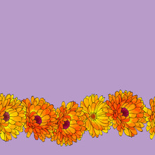 Vector Border With Orange Flowers Calendula On Purple Background. Horizontal Seamless Brush Pattern. Design For Greeting Card, Invitation, Banner, Save The Date.