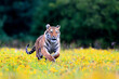 The largest cat in the world, Siberian tiger, Panthera Tigris altaica, running across a meadow full of yellow flowers directly to the camera. Impressionistic scene of the top predator in a nature.