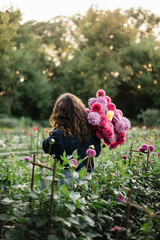 Beautiful curvy brunette young woman with a curly hair wearing jeans and a shirt, standing back to the camera at the dahlia farm, holding a bunch of freshly cut dahlia flowers in pink and purple color