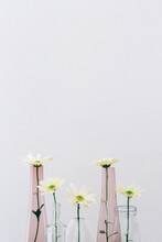 Collection Of Glass Vases And Bottles With A Single Daisy Flower In Each, With Copyspace