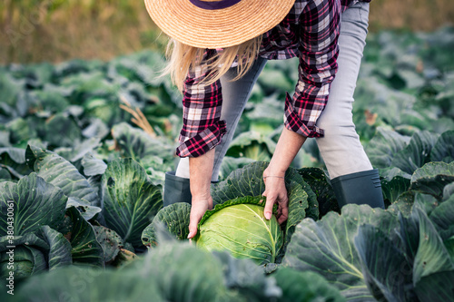 Fotomural Woman picking cabbage vegetable at field