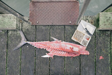 Tuna Used As Fish Bait On Fishing Wharf
