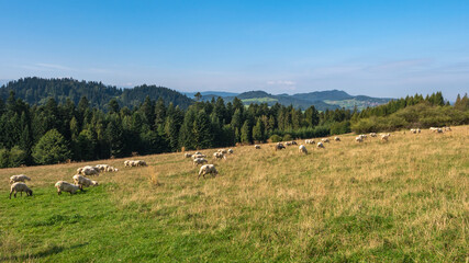 A flock of sheep on a mountain 