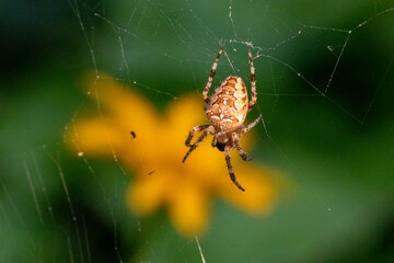 Wall Mural - Spider on the web