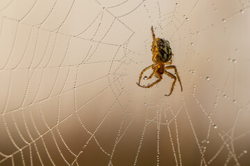 Wall Mural - Spider on the web