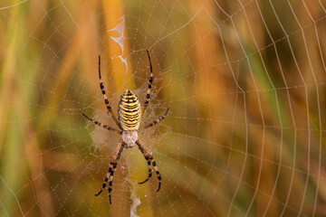 Wall Mural - Spider on web. Argiope bruennichi (wasp spider)