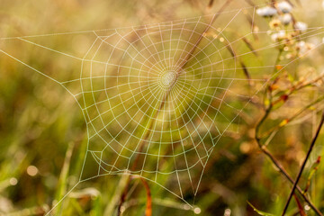 Wall Mural - Spider web with dew drops