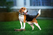 cheerful beagle dog lovely cute portrait in city
