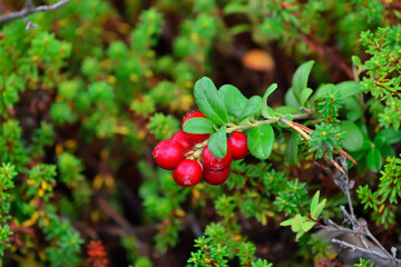 Ripe red berries of a cowberry close up