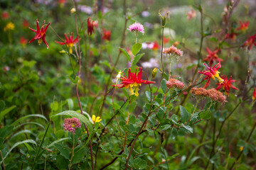 Beautiful colorful wild flowers close-up