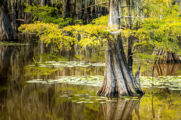 Wall Mural - Close-up Cypress trees in the swamp of the Caddo Lake State Park, Texas