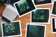 © Natalie Jeffcott/Stocksy - instant peel apart / polaroid film prints of trees on a wooden table top