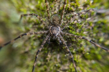 Spider on a Rock