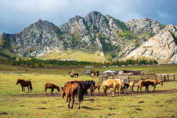 herd of horses in mountains