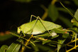 Curve tailed bush katydid - Scudderia curvicauda