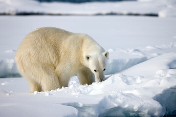 Wall Mural - polar bear, svalbard, norway