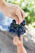 © Pixel Stories/Stocksy - Child's hand picking grape