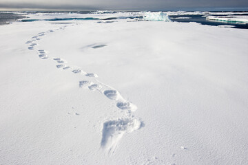Wall Mural - polar bear tracks in snow, svalbard, norway
