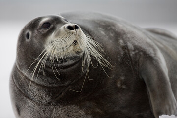 Wall Mural - bearded seal on iceberg, svalbard, norway