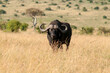 © Marta MuÔøΩÔøΩoz-Calero Calderon/Stocksy - Buffalo in the Masai Mara National Park, Kenya