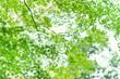 © Geisha Photography/Stocksy - canopy of green tree leaves