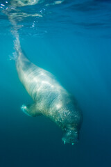 Wall Mural - Underwater Walrus, Svalbard, Norway