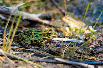 view of a northern leopard frog, in canada