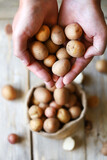 Fototapeta Mapy - Small potatoes in men's hands. Baby potatoes. Harvest of small potatoes. Macro.
