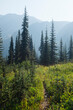 © Rialto Images/Stocksy - Hiking trail through lush mountain meadow, sunlight shining
