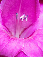 Wall Mural - Gladiolus Closeup