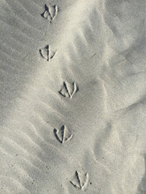 Seagull Foot Prints On Sand, Close Up