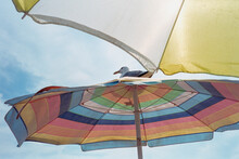 A Winged Visitor Perches Atop My Beach Umbrella