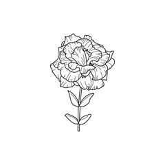 Wall Mural - Lisianthus Flowers with leaves. Outline Eustoma In a Modern Minimalist Style. Vector Floral Illustration. For printing on t-shirt, Web Design, Invitation, Posters, creating a logo