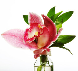 pink Orchid closeup over white background