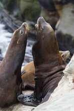 A Pair Of Sea Lions