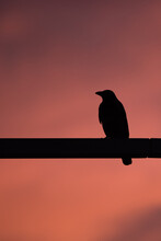 Crow Silhouette Against A Sunset